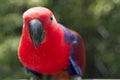 Colorful Lory- parrot Royalty Free Stock Photo