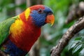 Colorful Lory Parrot Perched on Branch Royalty Free Stock Photo