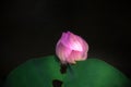 Colorful lotus flower.
