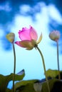 Colorful lotus flower
