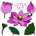 Colorful lotus flowers sketch on white background