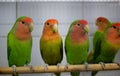 Colorful love birds in a cage