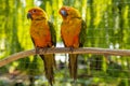 colorful love birds in a cage