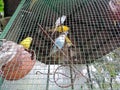 Colorful love birds in a cage in Blossom Hydel Park, Kerala, India Royalty Free Stock Photo