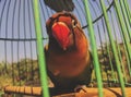 Colorful Lovebird in cage