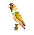 Lovebird in wpap pop art Royalty Free Stock Photo