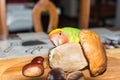 Colorful Lovebird parrot - Agapornis roseicollis. Greedy and gourmet parrot