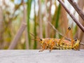 Colorful lubber grasshopper clings to grass stalk Royalty Free Stock Photo