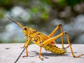 Colorful lubber grasshopper clings to grass stalk Royalty Free Stock Photo