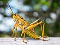 Colorful lubber grasshopper clings to grass stalk Royalty Free Stock Photo