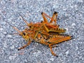 Colorful lubber grasshopper clings to grass stalk Royalty Free Stock Photo