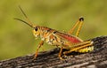 The Colorful Lubber Grasshopper Royalty Free Stock Photo