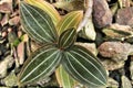 Colorful Ludisia discolor orchid leaves in the garden