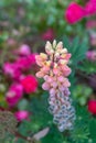 Colorful lupine blossom in summer