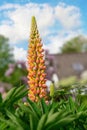 Colorful lupine blossom in summer
