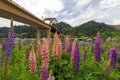 Colorful Lupine Flowers Blooming In Summer In Portland Oregon