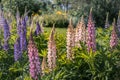 Colorful lupine flowers blooming in the garden.