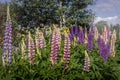 Colorful lupine flowers blooming in the garden.