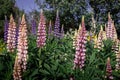Colorful lupine flowers blooming in the garden.
