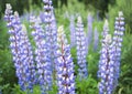 Colorful Lupine flowers in a field