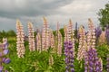 Colorful lupines bloom in the wild. Landscape with flowers Royalty Free Stock Photo