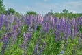 Colorful lupines bloom in the wild. Landscape with flowers Royalty Free Stock Photo