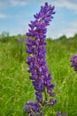 Colorful lupines bloom in the wild. Landscape with flowers Royalty Free Stock Photo