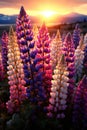 Colorful lupines in the garden, beautiful golden hour lighting