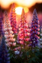 Colorful lupines in the garden, beautiful golden hour lighting
