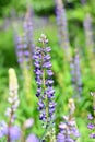 Colorful lupinus, commonly known as lupin or lupine flowers Royalty Free Stock Photo