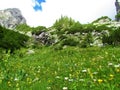 Colorful lush alpine meadow full of white daisy and yellow flowers