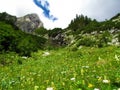 Colorful lush alpine meadow full of white daisy and yellow flowers Royalty Free Stock Photo