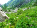 Colorful lush alpine meadow under Crna prst Royalty Free Stock Photo