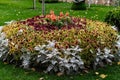 Colorful lush flower arrangement, round in shape, among a green lawn, many different plants and flowers on a flower bed in the