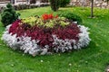 Colorful lush flower arrangement, round in shape, among a green lawn, many different plants and flowers on a flower bed in the