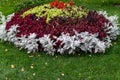 Colorful lush flower arrangement, round in shape, among a green lawn, many different plants and flowers on a flower bed in the