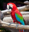 Colorful macaw