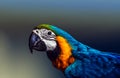 Colorful  Ara parrot ararauna amaizing Royalty Free Stock Photo