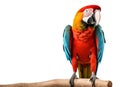 Colorful Macaw bird. ai generated