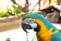 Colorful macaw bird with the angry eye Royalty Free Stock Photo