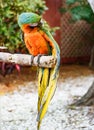 The colorful Macaw bird on the branch