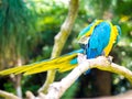 Colorful Macaw Bird Scratching Royalty Free Stock Photo