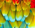 Colorful Macaw Feather