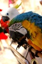 Colorful macaw looking at the camera Royalty Free Stock Photo