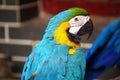 The colorful Macaw