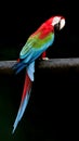 Colorful macaw parrot Royalty Free Stock Photo