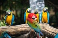 colorful macaw parrot birds in zoo Royalty Free Stock Photo