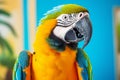 Colorful macaw parrot, close up
