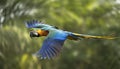 Colorful macaw parrot flying in Amazon rainforest