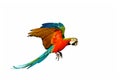 Colorful macaw parrot flying isolated on white background. Royalty Free Stock Photo